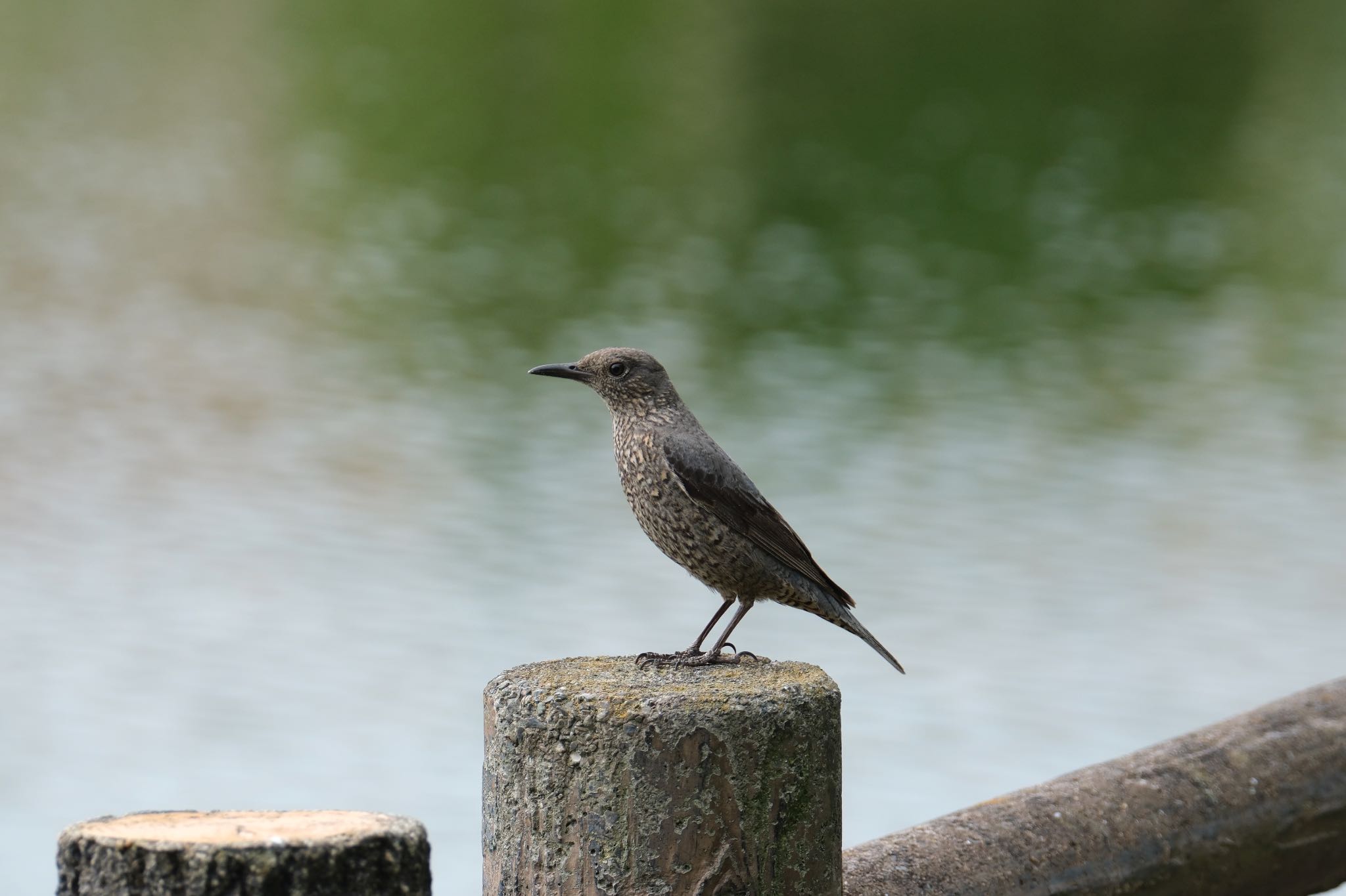 Photo of Blue Rock Thrush at 門池公園(沼津市) by ポン介