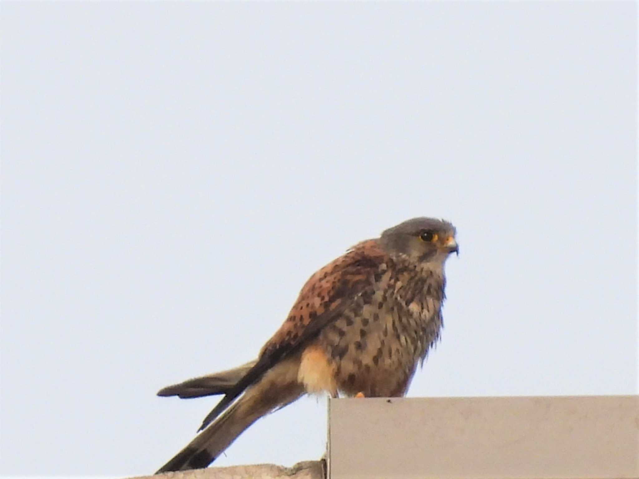 Common Kestrel