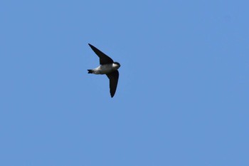 Asian House Martin Tokyo Port Wild Bird Park Sun, 5/21/2023