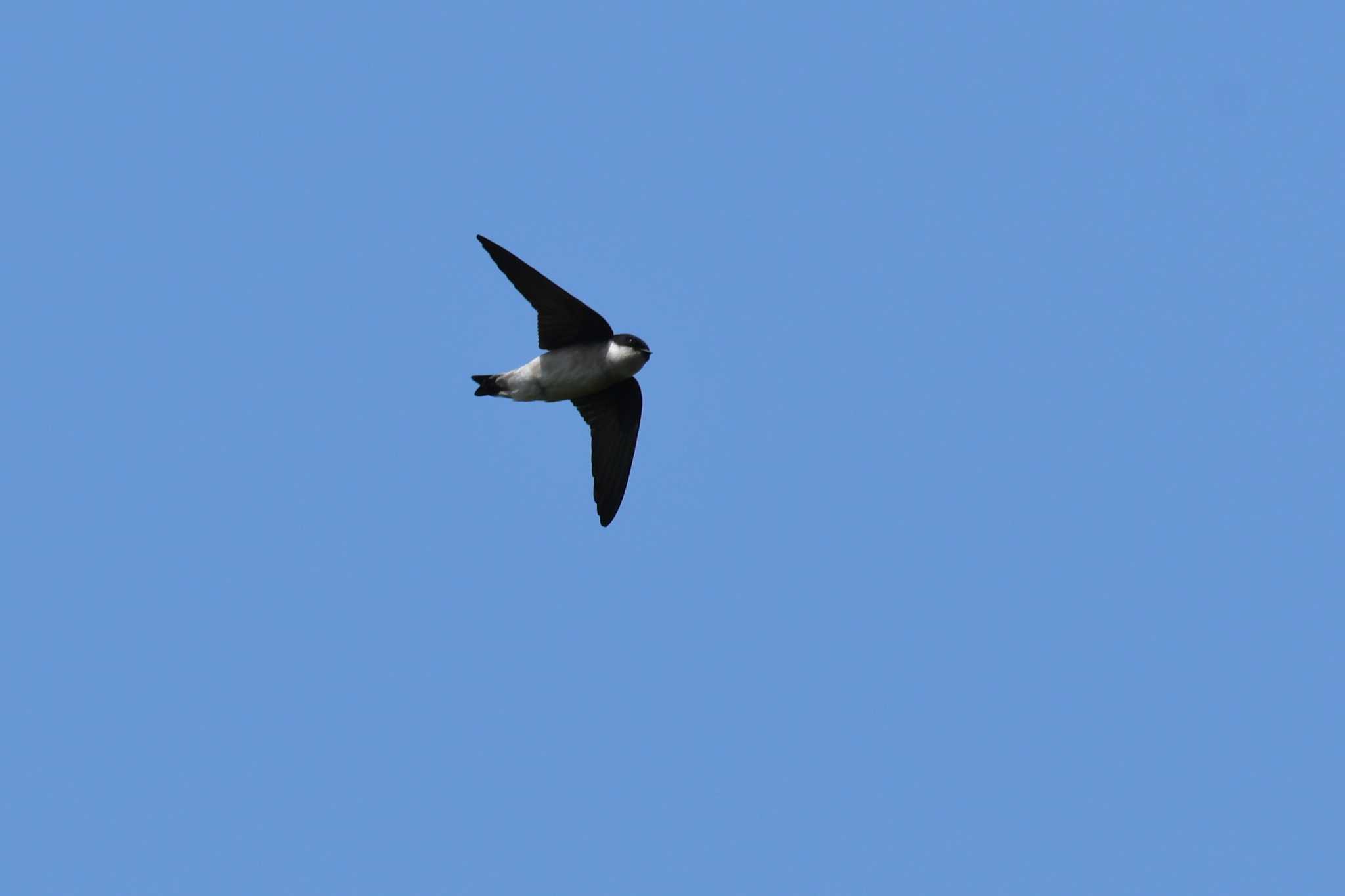 Photo of Asian House Martin at Tokyo Port Wild Bird Park by Semal