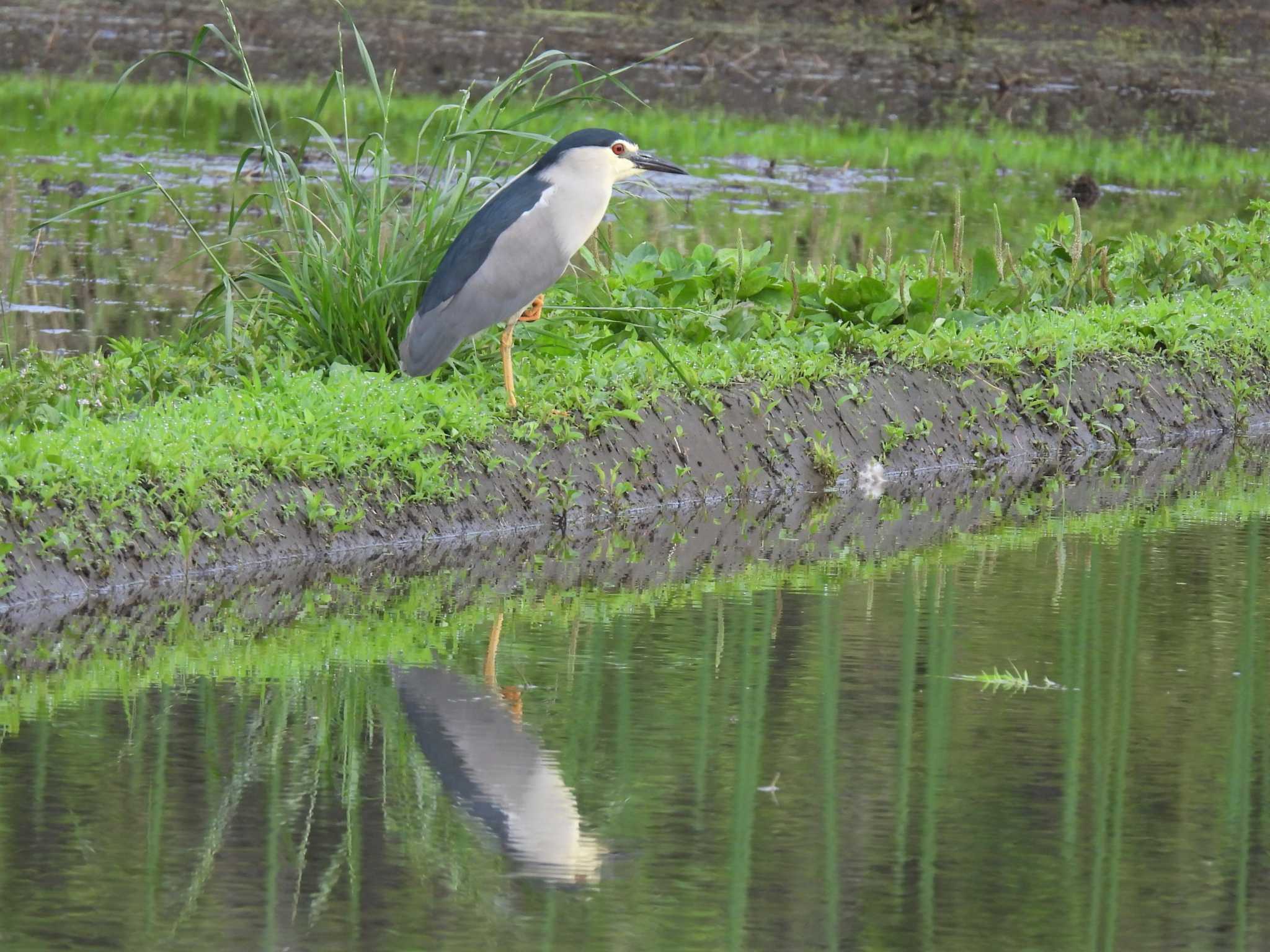 Black-crowned Night Heron