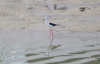 2023年5月21日(日) 土留木川河口(東海市)の野鳥観察記録