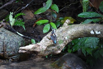 Malaysian Blue-banded Kingfisher Kaeng Krachan National Park Tue, 6/12/2018