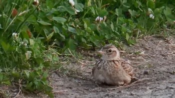 Eurasian Skylark 淀川河川公園 Sun, 5/21/2023