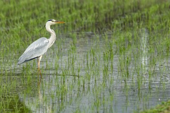 Grey Heron 栃木県市貝町 Sun, 5/21/2023