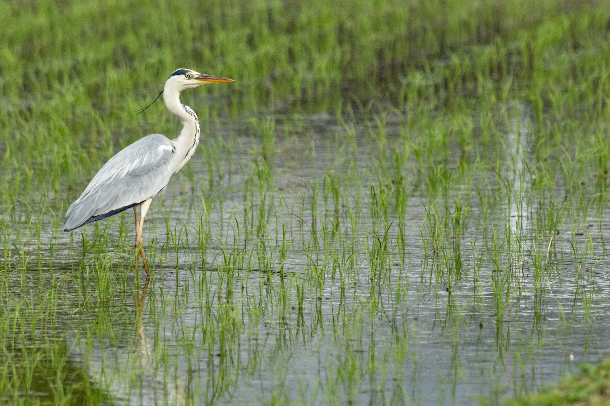 Photo of Grey Heron at 栃木県市貝町 by kirin