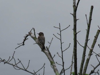 2023年5月20日(土) 武蔵五日市の野鳥観察記録