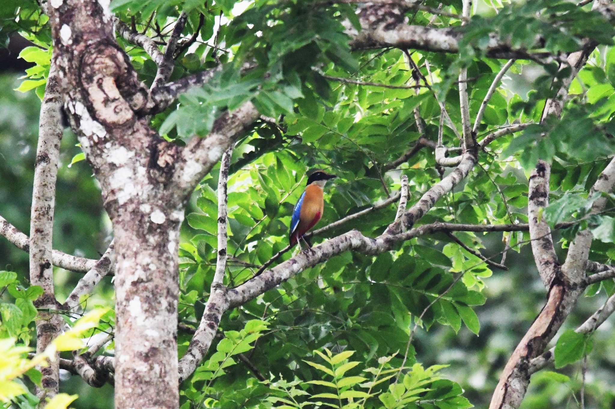 Blue-winged Pitta