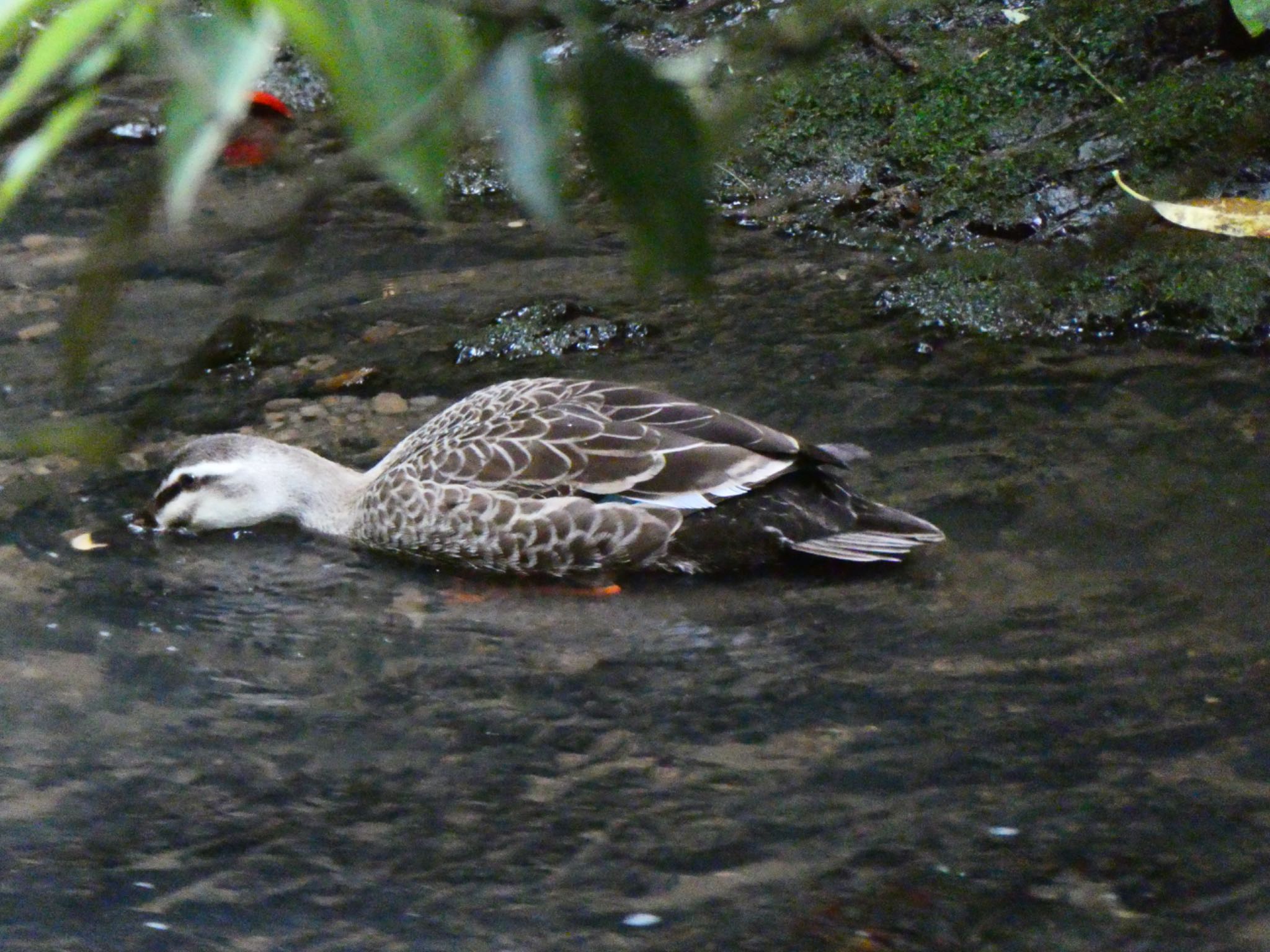 Eastern Spot-billed Duck