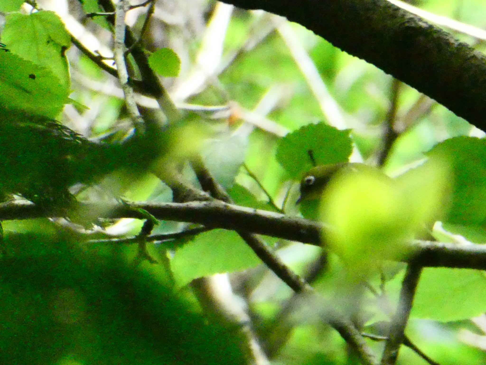 Photo of Warbling White-eye at Moritogawa by 塩昆布長