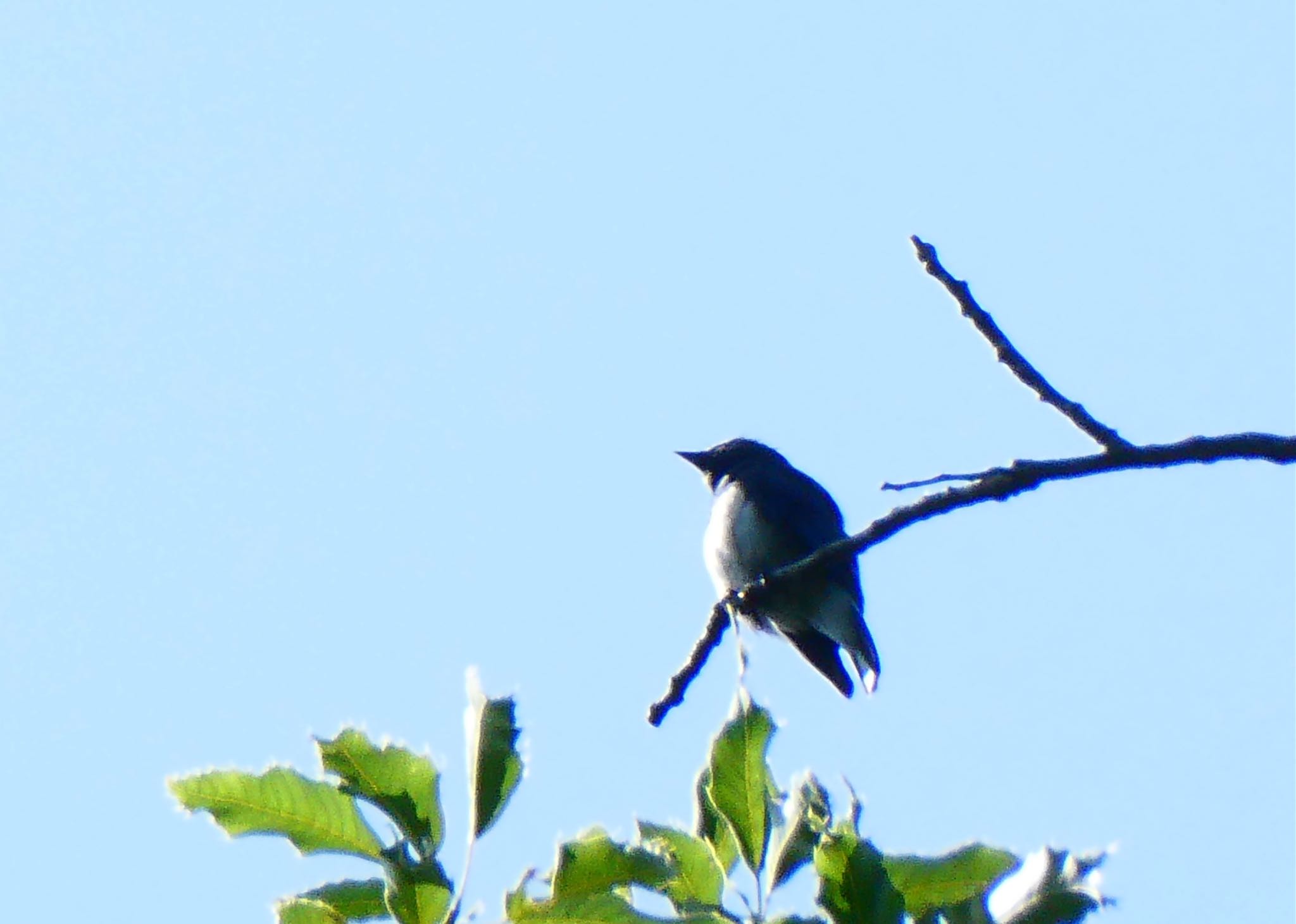 Blue-and-white Flycatcher