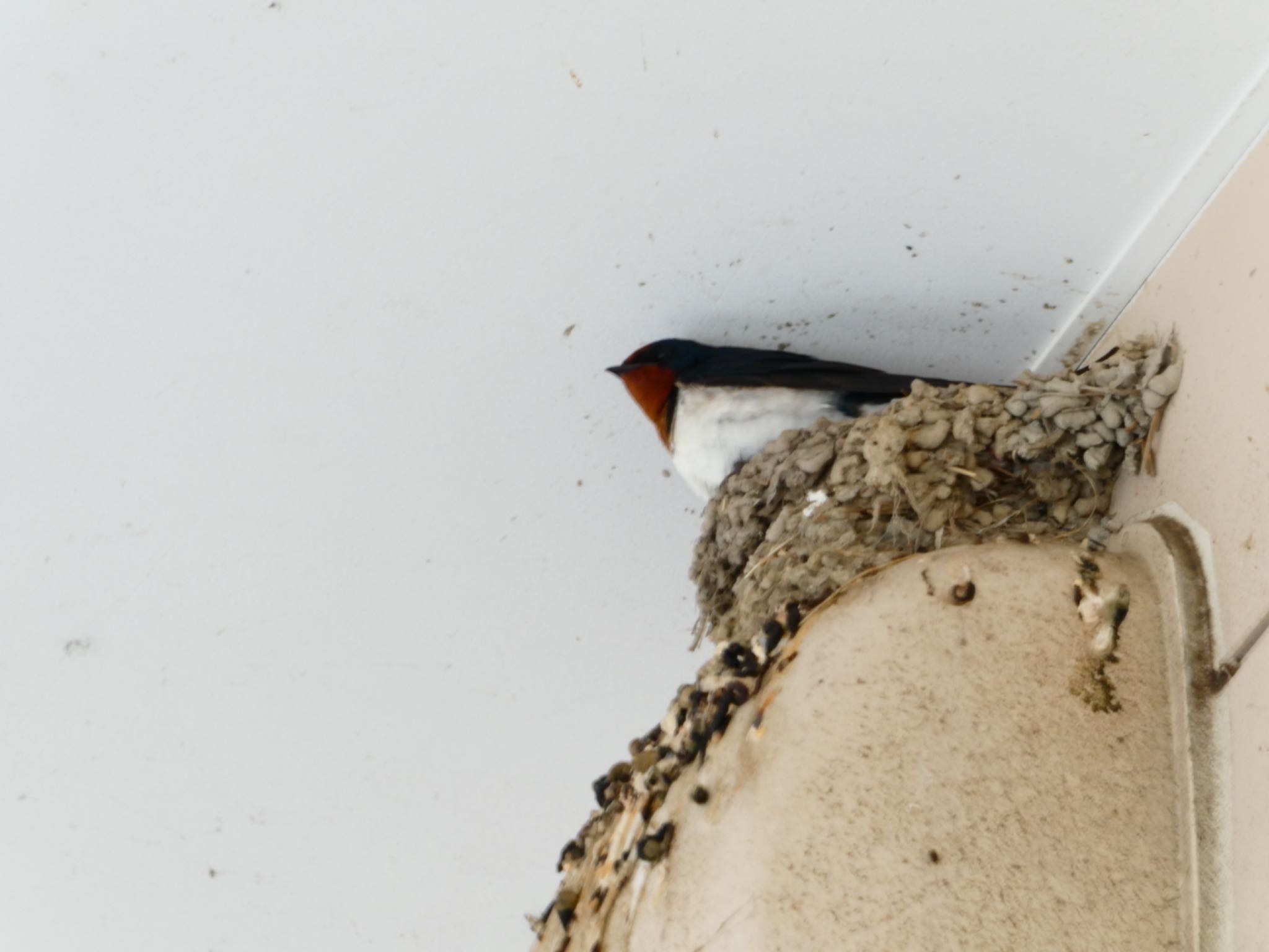 Photo of Barn Swallow at Moritogawa by 塩昆布長