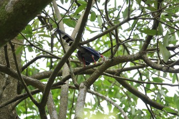 Taiwan Blue Magpie 烏来(台湾) Wed, 5/17/2023