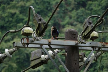 Taiwan Blue Magpie 烏来(台湾) Wed, 5/17/2023