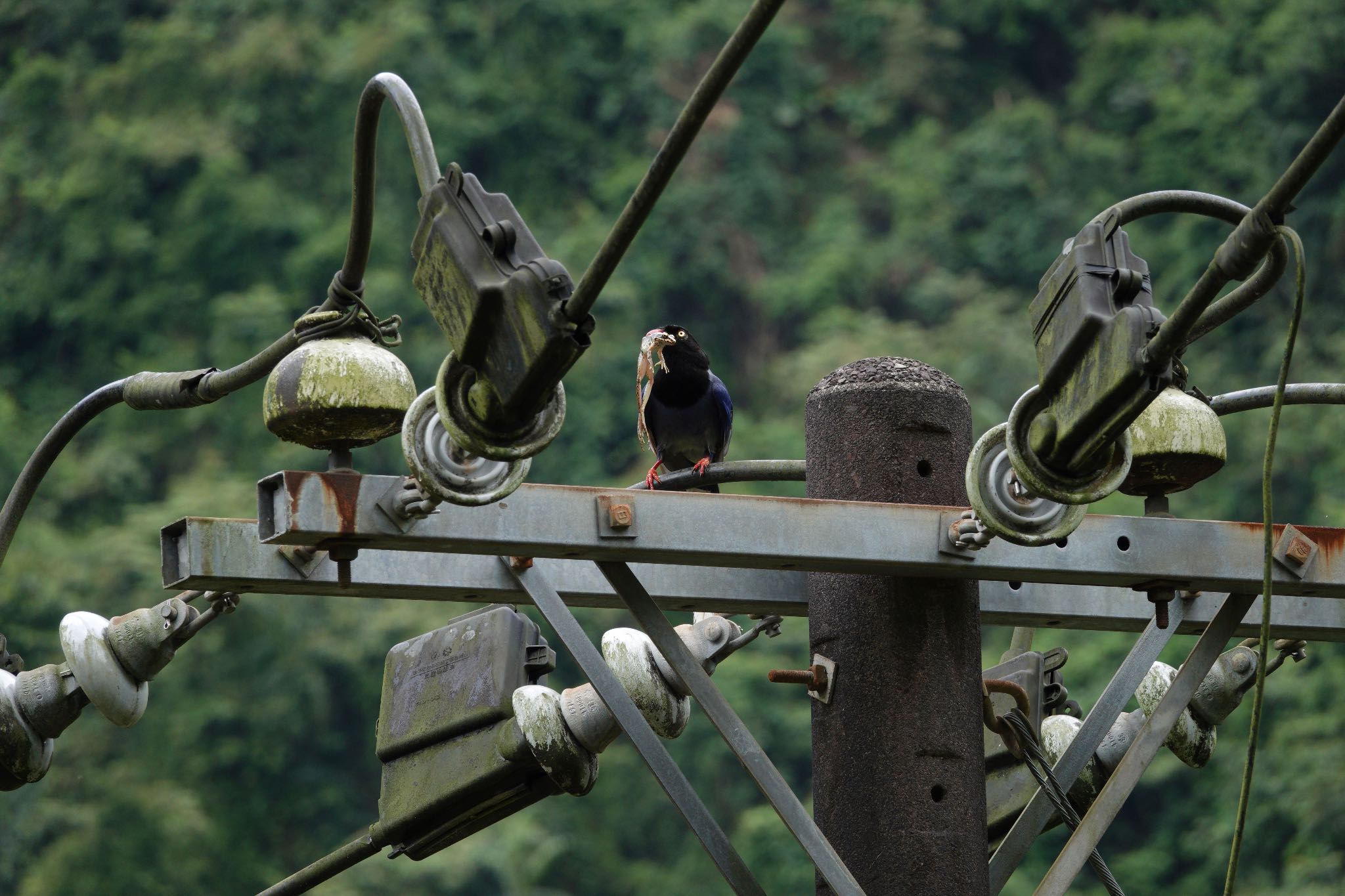 Taiwan Blue Magpie