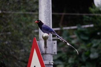 Taiwan Blue Magpie 烏来(台湾) Wed, 5/17/2023