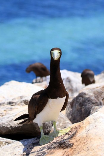 Brown Booby Layang Layang Island Sat, 5/5/2018