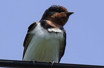 2023年5月21日(日) 奈良県の野鳥観察記録