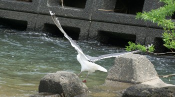 セグロカモメ 発寒川緑地(札幌市西区) 2023年5月7日(日)