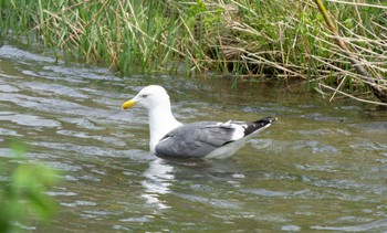 Vega Gull 発寒川緑地(札幌市西区) Sun, 5/7/2023