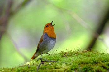 Japanese Robin 井戸湿原 Sun, 5/21/2023