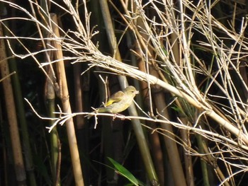 Grey-capped Greenfinch 五十鈴公園 Sun, 5/21/2023