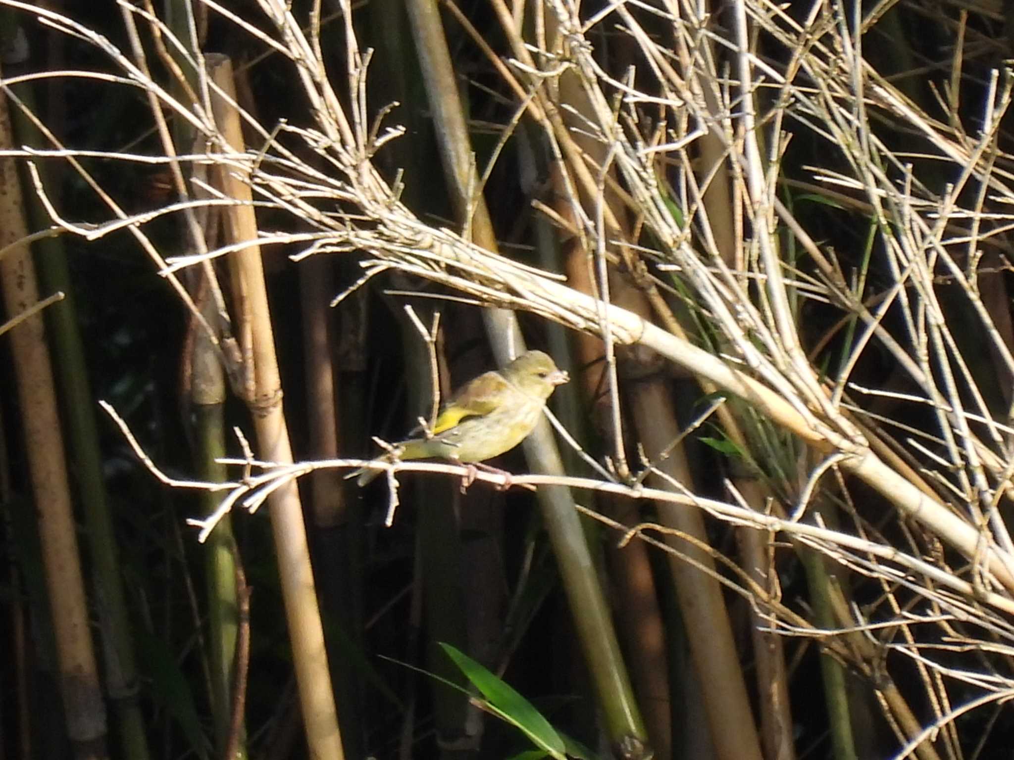 Grey-capped Greenfinch