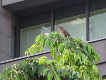 Wed, 5/17/2023 Birding report at 堂島川