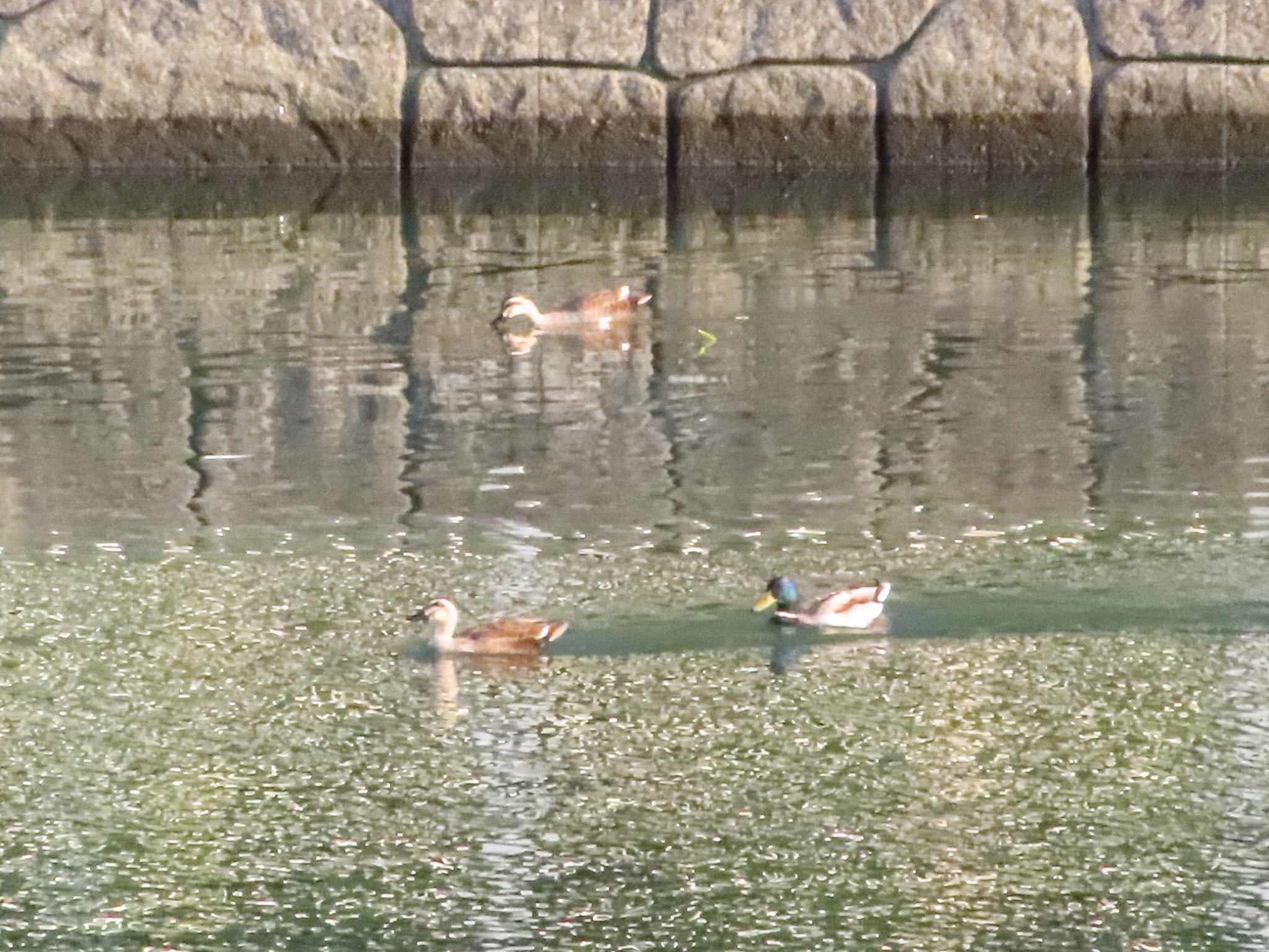 Eastern Spot-billed Duck