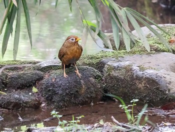 ガビチョウ 平山城址(平山城址公園) 2023年5月1日(月)