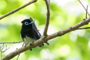 2023年5月21日(日) 八王子城跡の野鳥観察記録