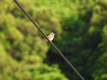 2023年5月21日(日) 五十鈴公園の野鳥観察記録