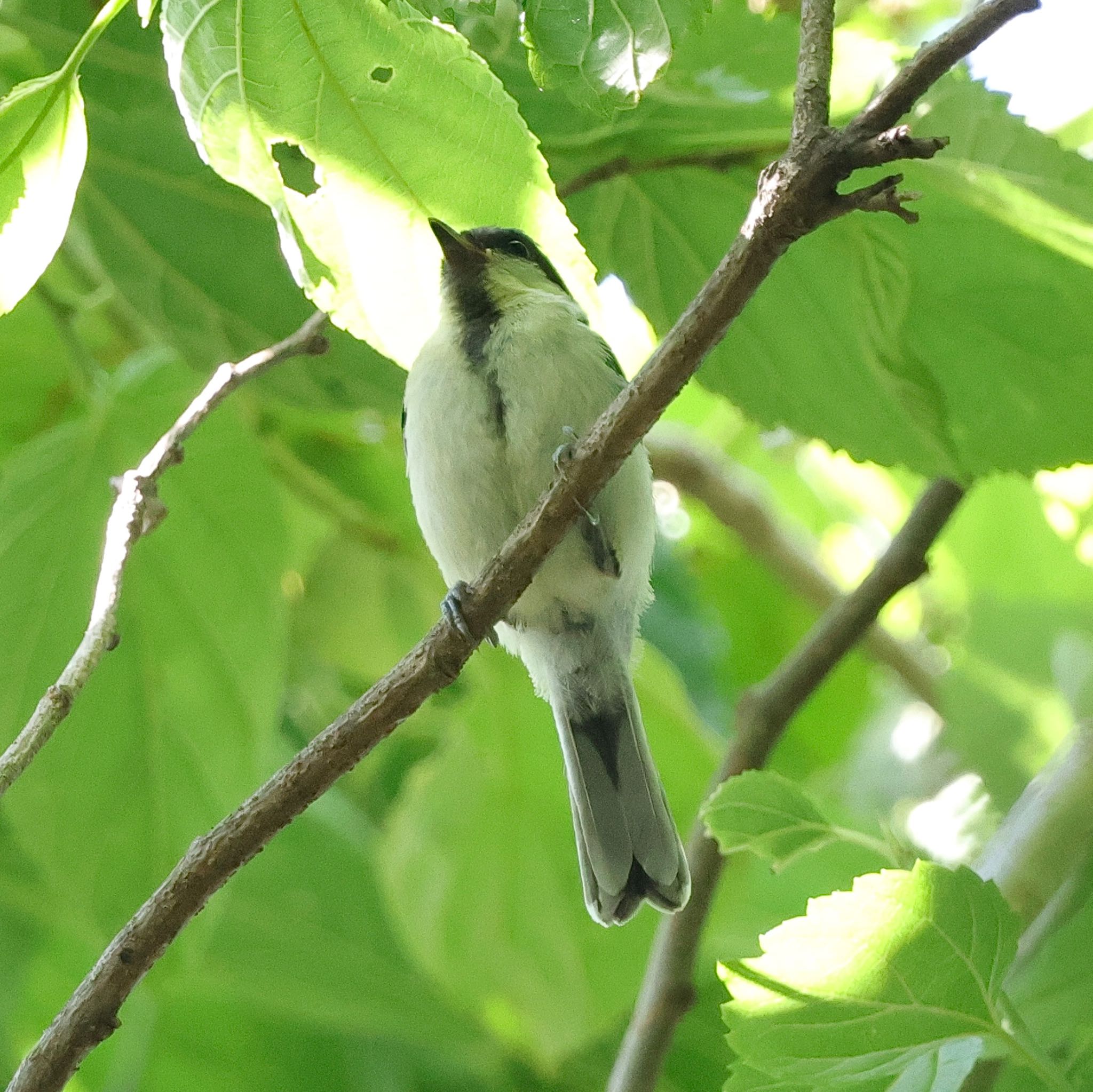 シジュウカラ幼鳥