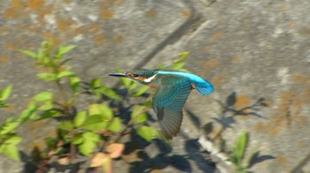 カワセミ 平戸永谷川(横浜市) 2014年9月26日(金)