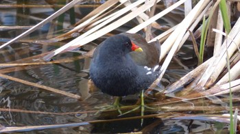 バン こども自然公園 (大池公園/横浜市) 2015年3月22日(日)