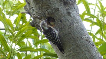 Japanese Pygmy Woodpecker 平戸永谷川(横浜市) Wed, 5/6/2015