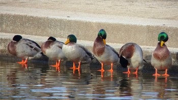 マガモ 大沼親水公園 2015年1月2日(金)