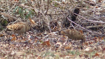 Eurasian Woodcock Maioka Park Sat, 1/17/2015