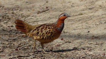 Chinese Bamboo Partridge 氷取沢市民の森 Sun, 3/29/2015