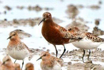 Curlew Sandpiper Daijugarami Higashiyoka Coast Sat, 5/20/2023