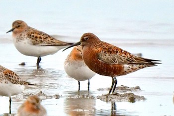 Curlew Sandpiper Daijugarami Higashiyoka Coast Sat, 5/20/2023