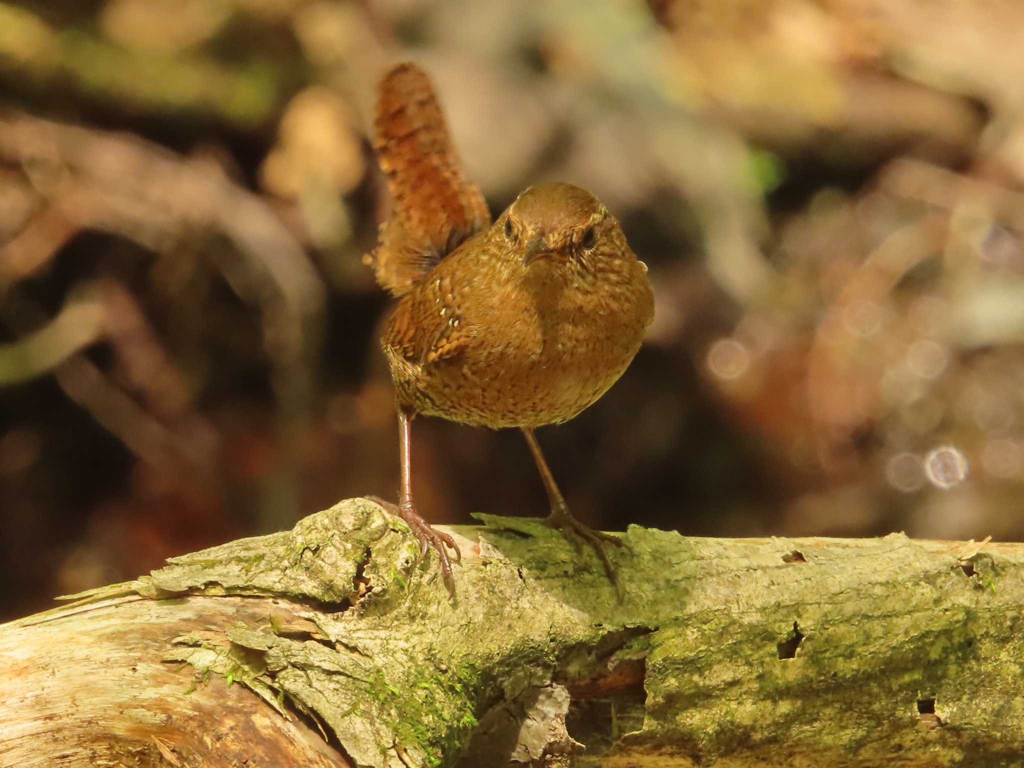 Eurasian Wren