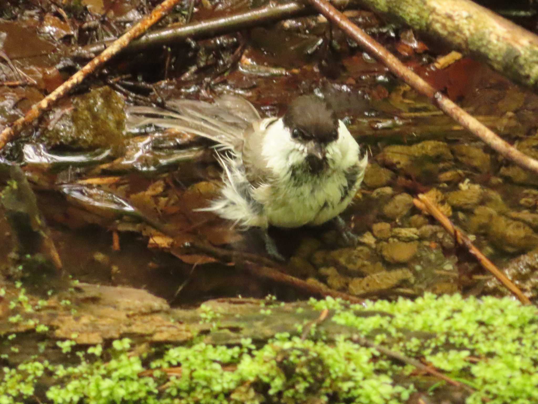 軽井沢野鳥の森 コガラの写真