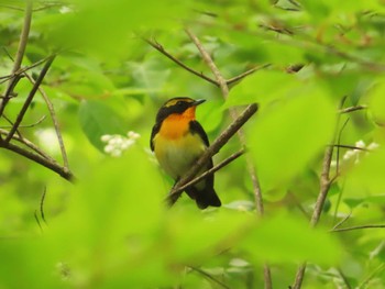 Sat, 5/20/2023 Birding report at Karuizawa wild bird forest