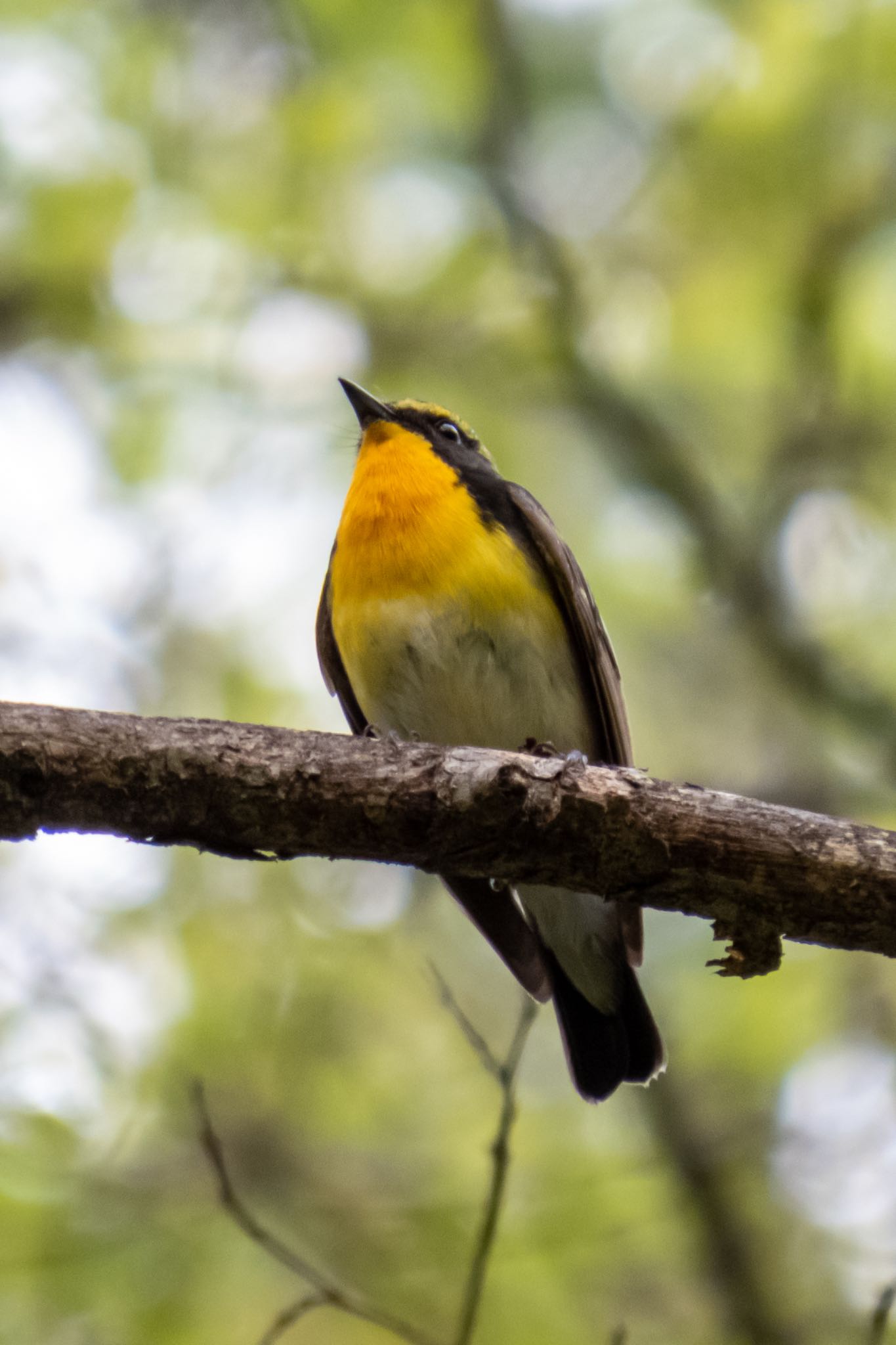 軽井沢野鳥の森 キビタキの写真