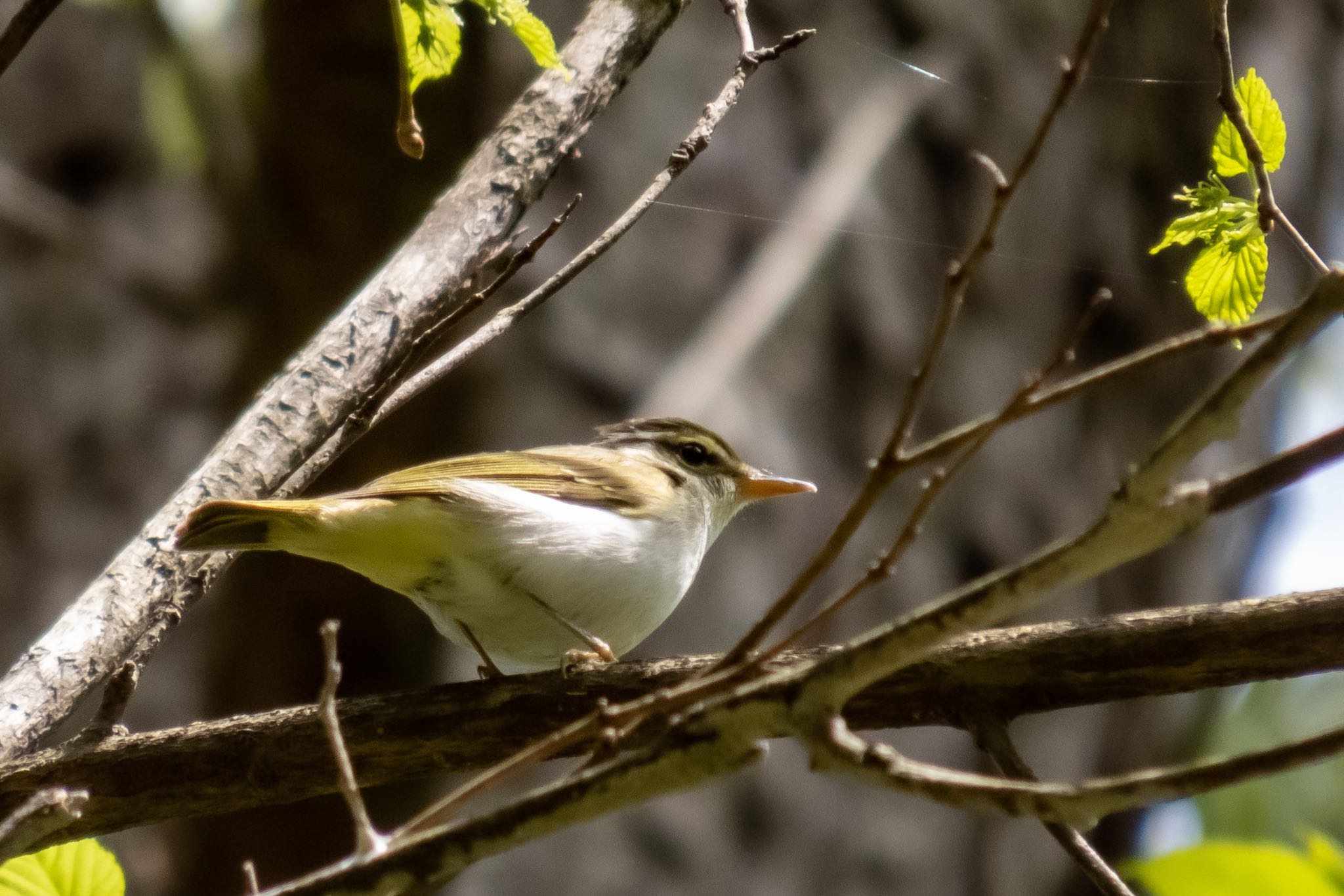 軽井沢野鳥の森 センダイムシクイの写真