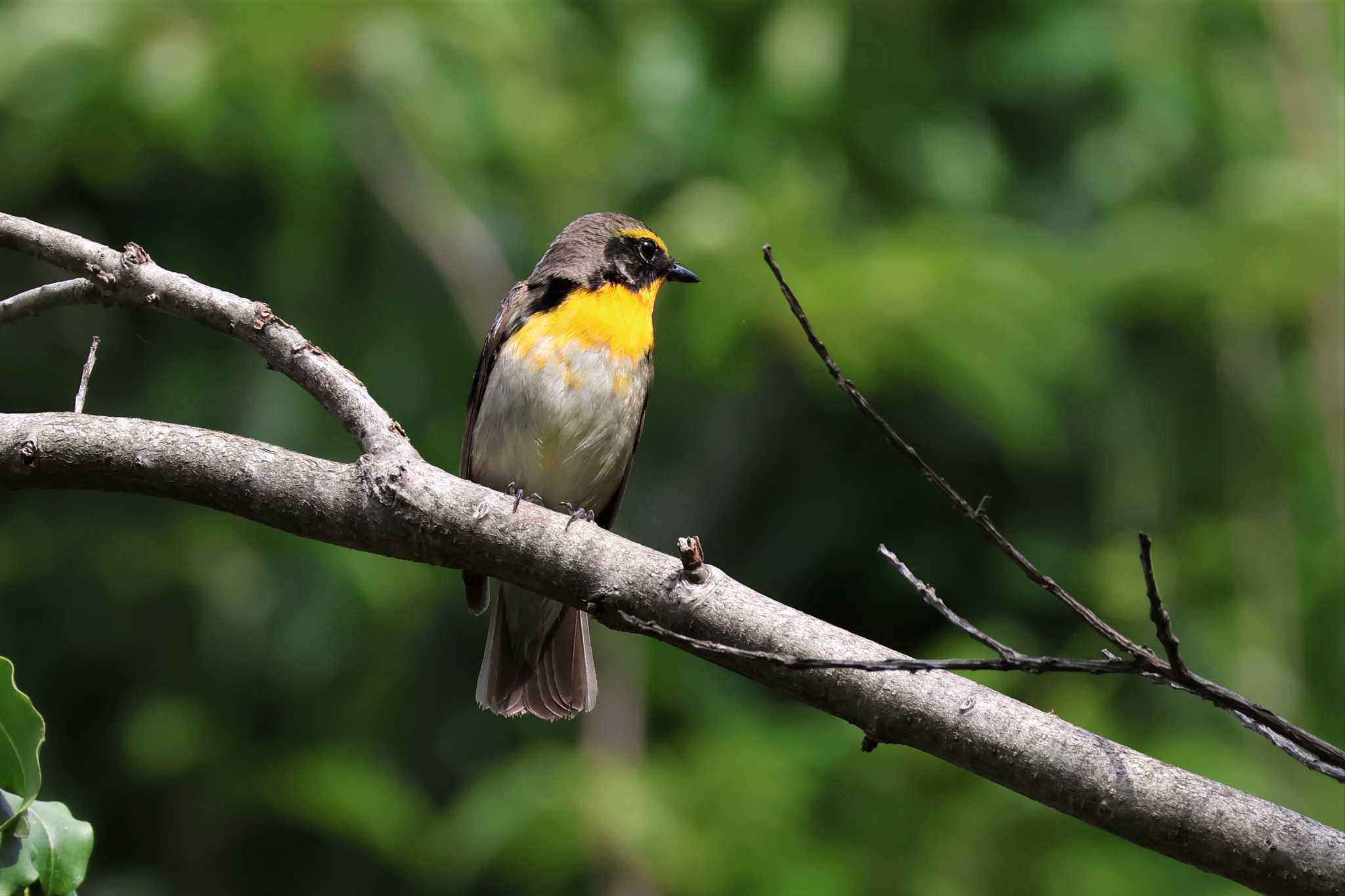 ロクハ公園(滋賀県草津市) キビタキの写真