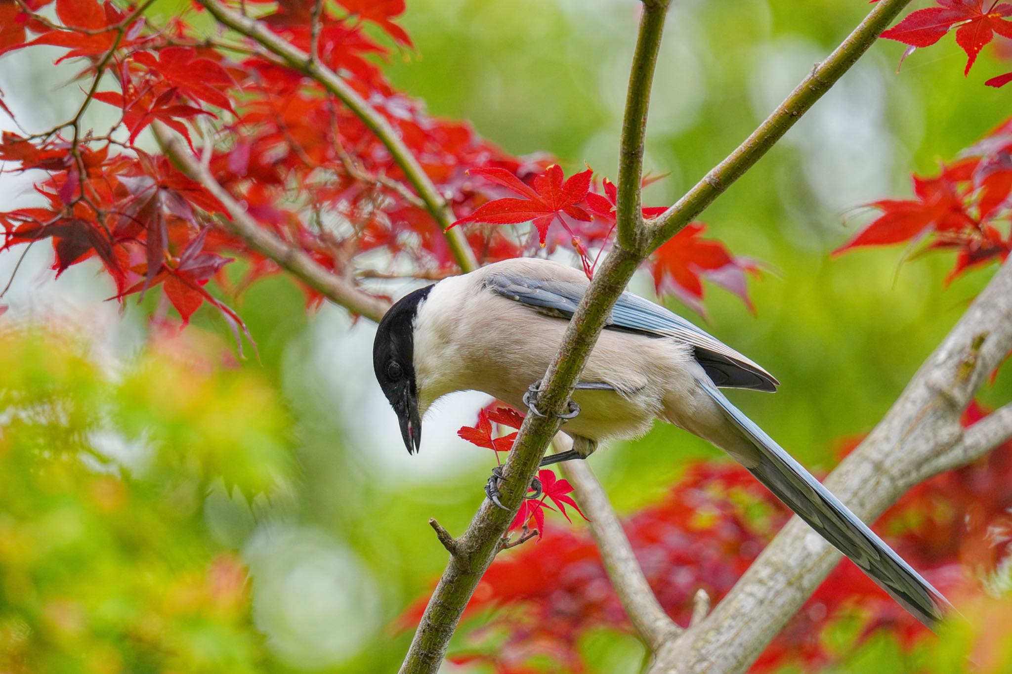 水元公園 オナガの写真