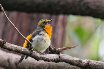 Sat, 5/20/2023 Birding report at Mizumoto Park