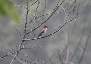 クリイロヒヨドリ Phia Oac National Park 2023年5月3日(水)